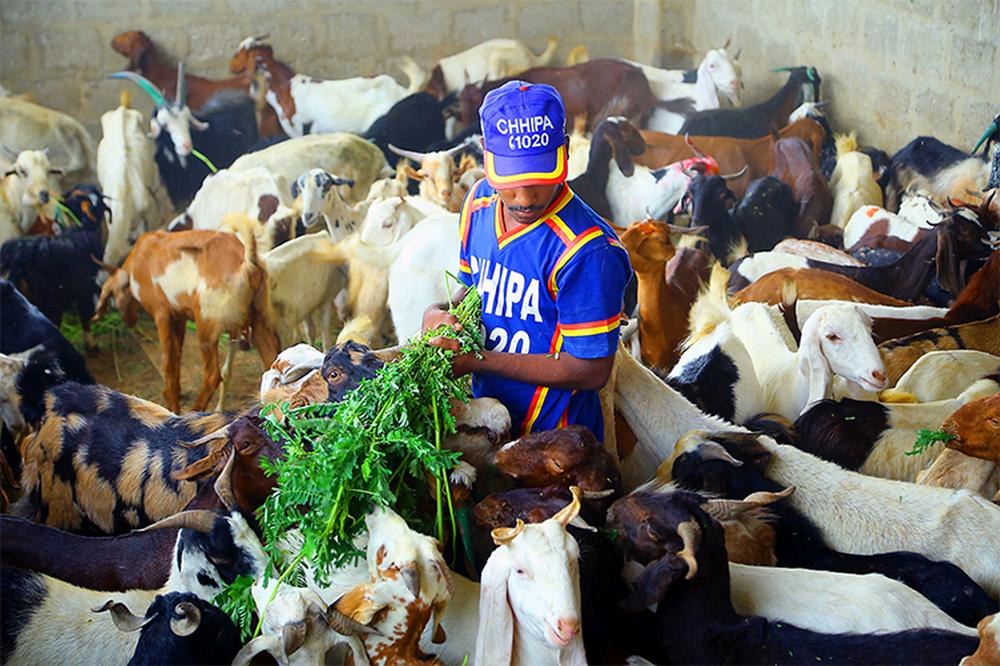 Qurbani-03